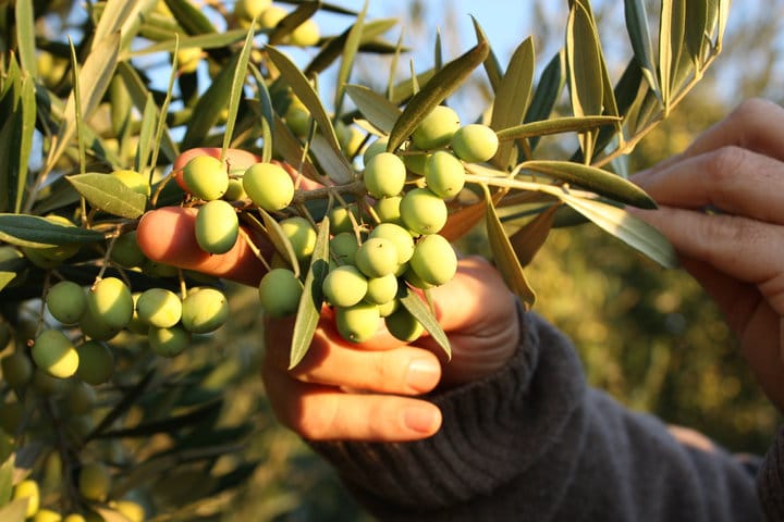 Variedades de olivo intensivo
