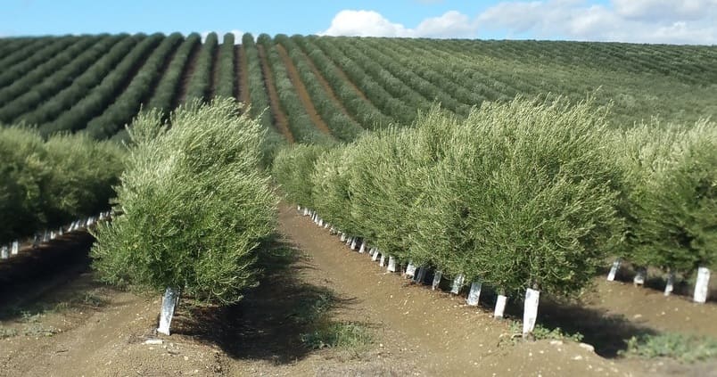 Variedades de olivo intensivo