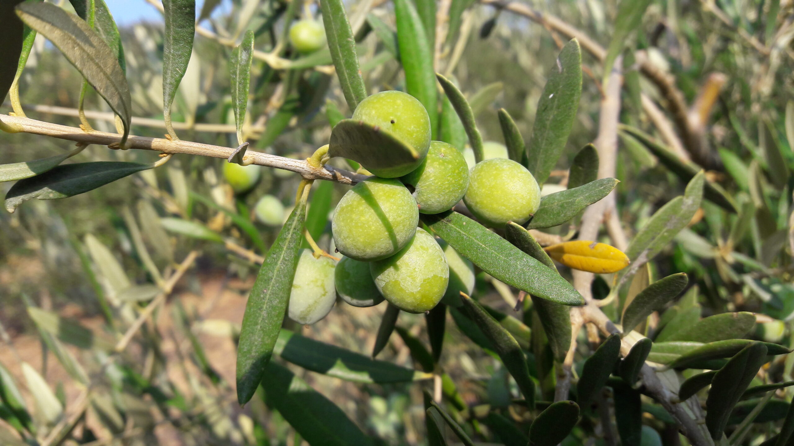 Variedades de olivo intensivo