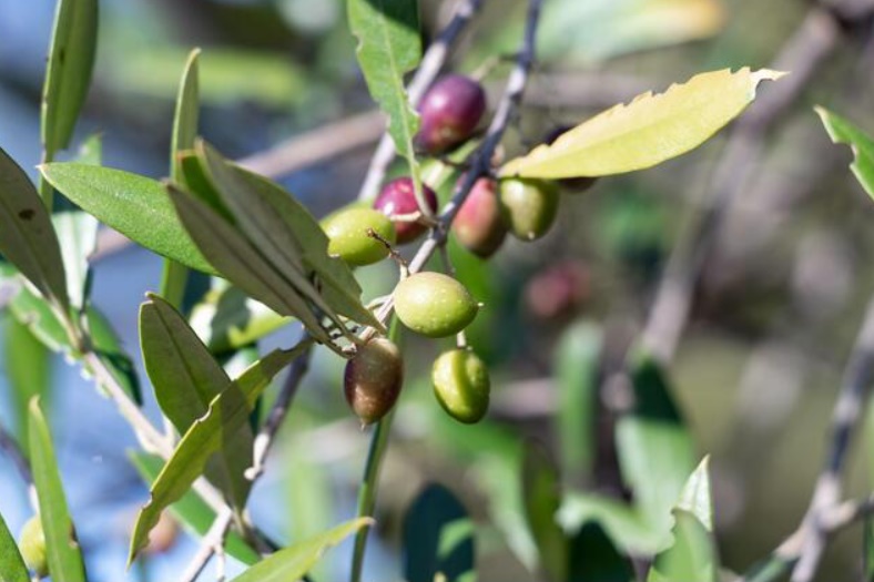 caracterisiticas del olivo silvestre