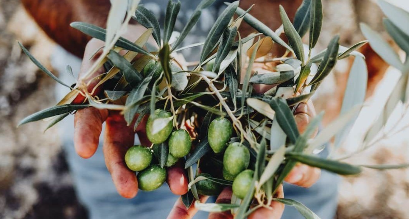 tipos de aceitunas