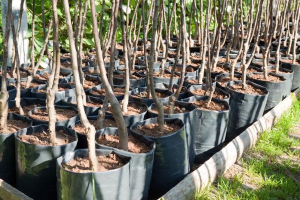 cuidados de una planta de almendro