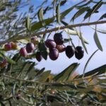 cuidados del olivo arbequina