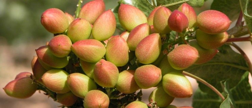 cuidados del árbol del pistacho